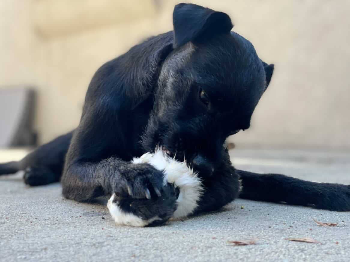 Naked Beasts, Inc. - Wholesale Pet Treats - Dog - Whole Prey Rabbit Fuzzies - Limited Edition8