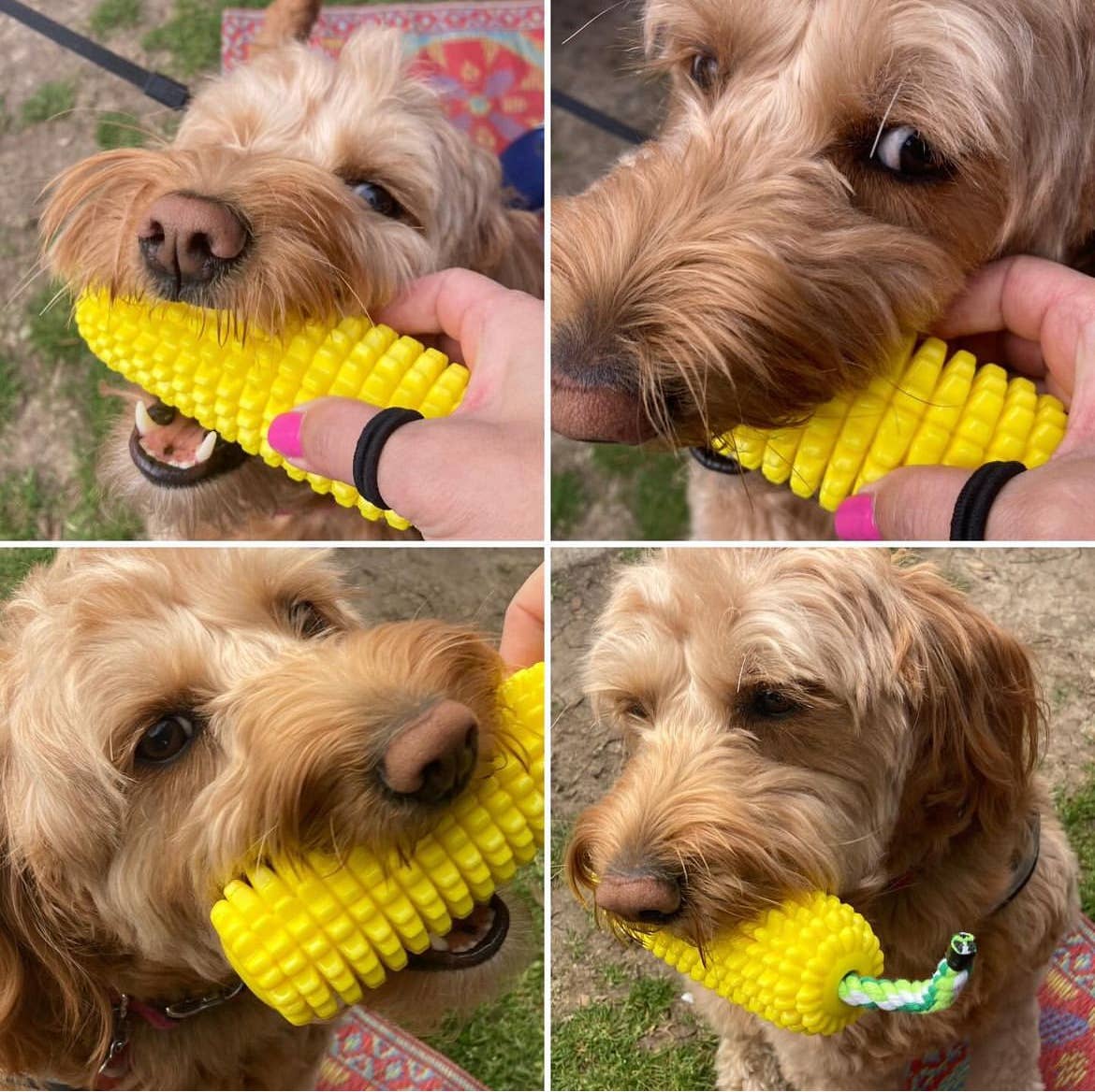 Green Waves Co. - Wholesale Pet Chew Toy - Dog - Corn-Shaped Dental Chew Toy9