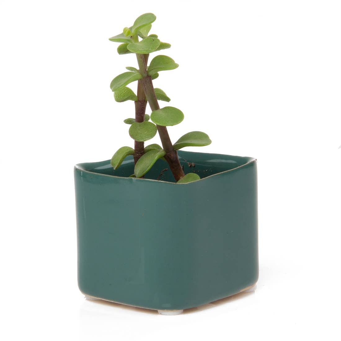 Chive - Wholesale Plant Pot - Svek Succulent Planter For Succulents And Floral Frogs10