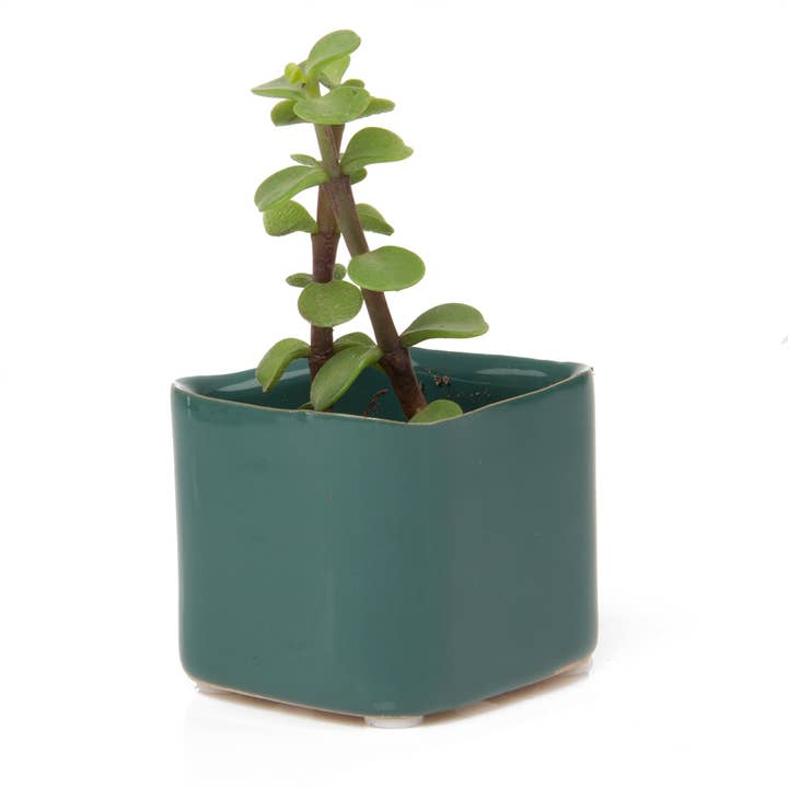 Chive - Wholesale Plant Pot - Svek Succulent Planter For Succulents And Floral Frogs10