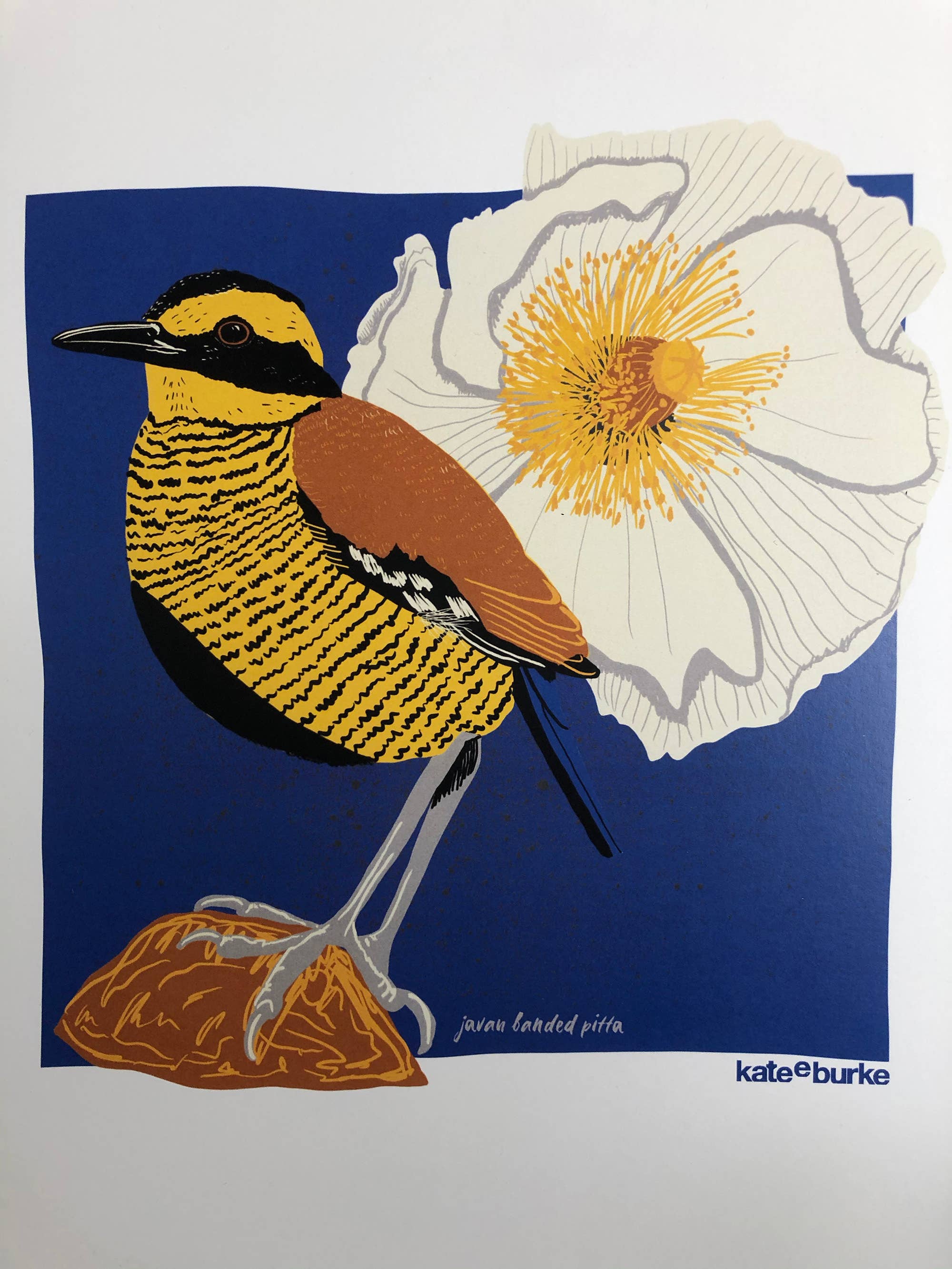 Kate E. Burke - Wholesale Art Print - Bird Series: Javan Banded Pitta 11x14 Digital Print3
