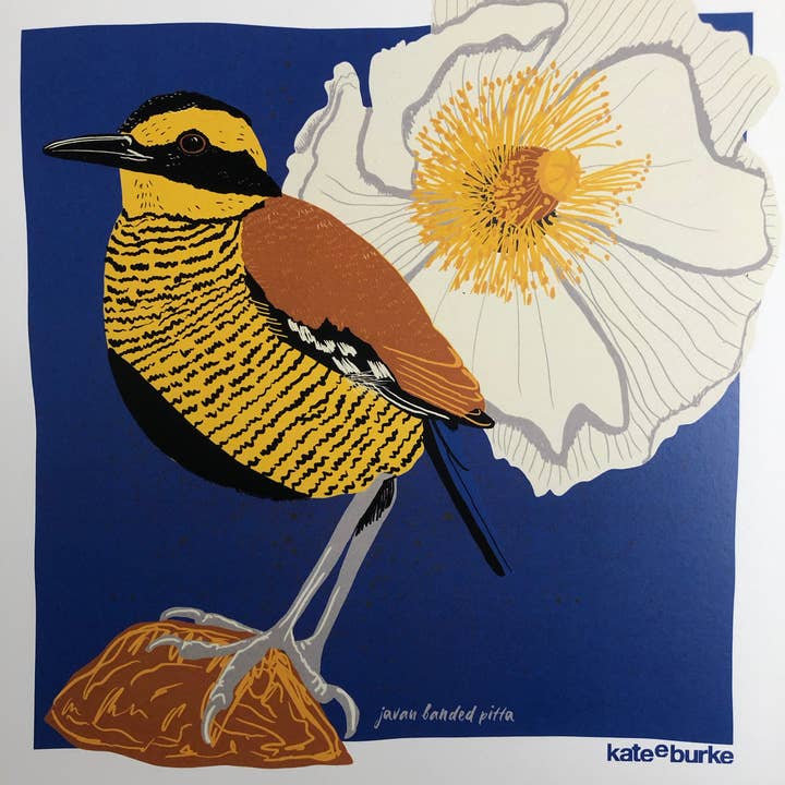 Kate E. Burke - Wholesale Art Print - Bird Series: Javan Banded Pitta 11x14 Digital Print3