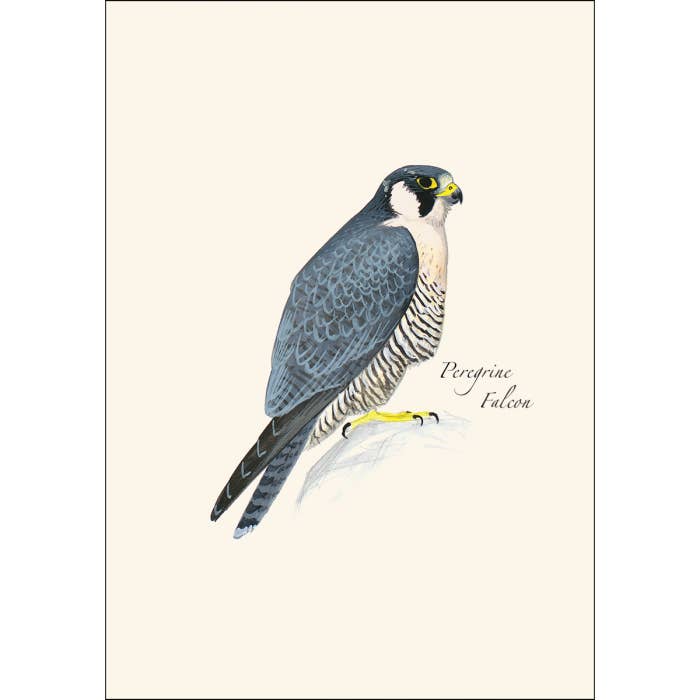 Earth Sky + Water - Wholesale Stationery/Notecard Set - Sibley Raptor Assortment2