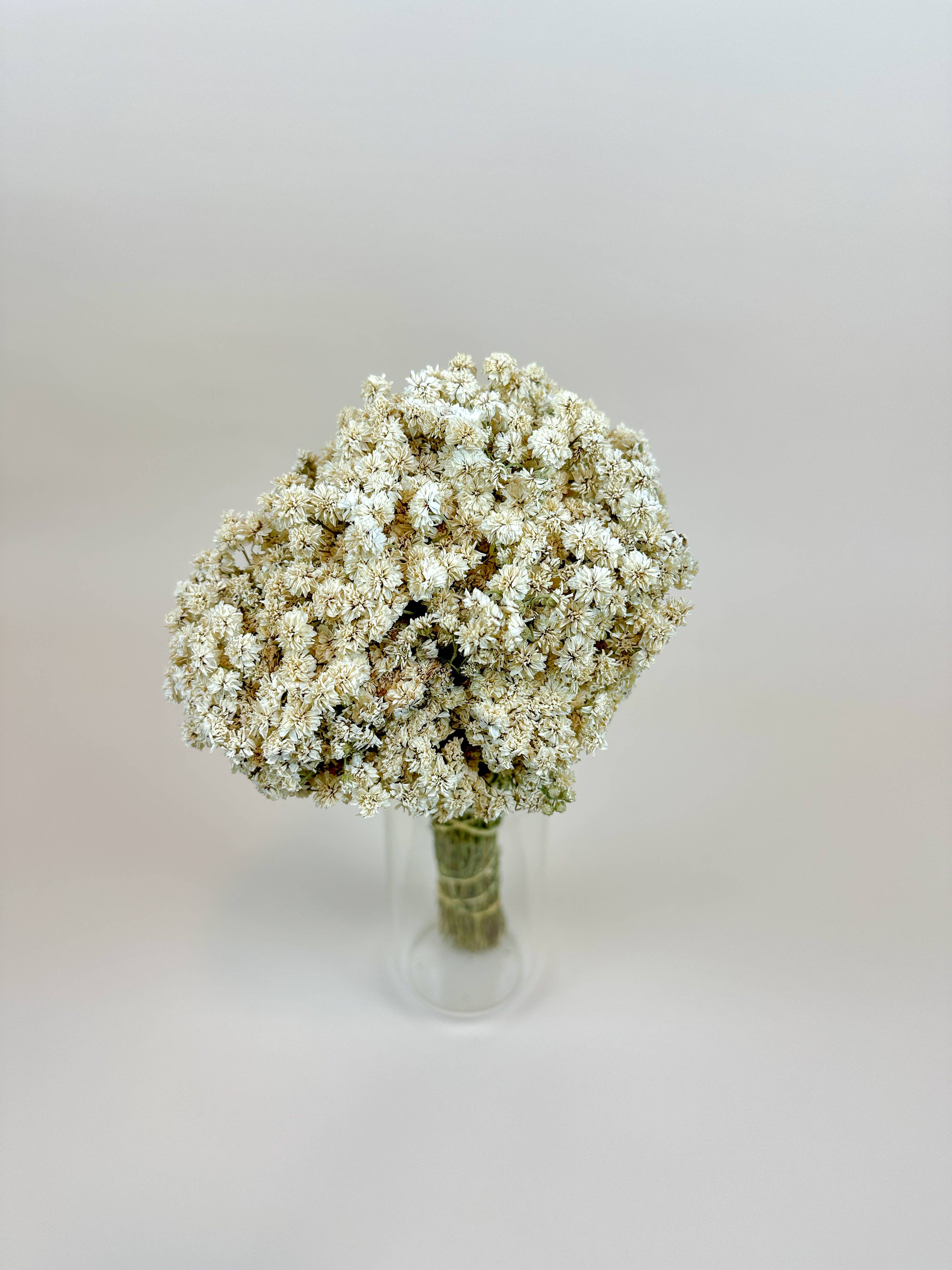 Lovejoy Farms Premium Dried Flowers – Flores secas/prensadas por atacado – Achillea of Pearl - Flores Secas Brancas Delicadas3