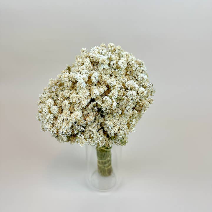 Lovejoy Farms Premium Dried Flowers – Flores secas/prensadas por atacado – Achillea of Pearl - Flores Secas Brancas Delicadas3