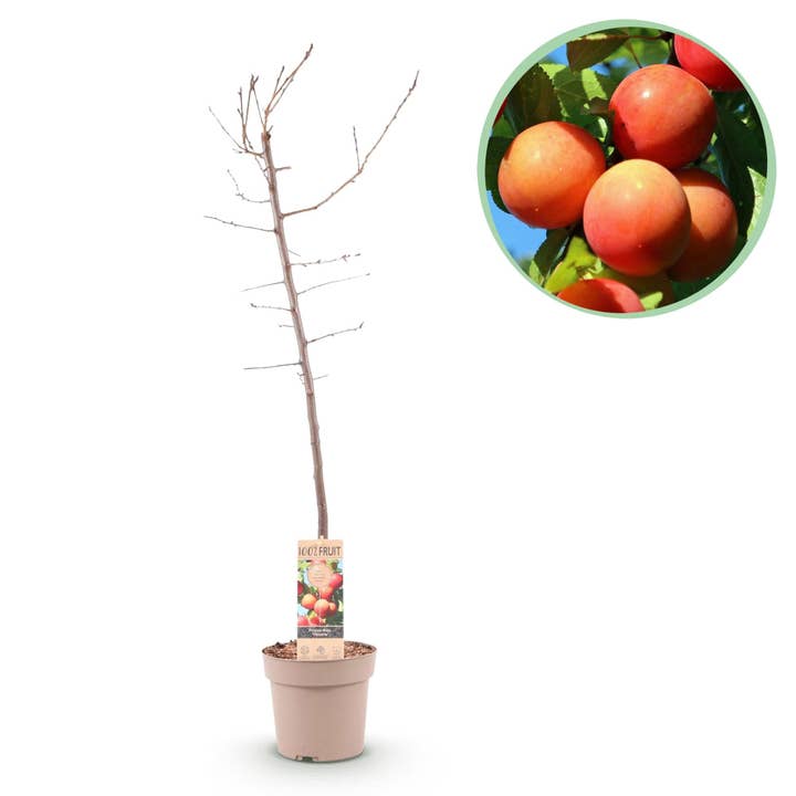 Oasis of Life - Wholesale Live Plant - Plum Tree Prunus domestica Victoria – Fruit Plant – Red Plums – 21 cm – Height 90 cm – Easy Care – Summer Harvest1