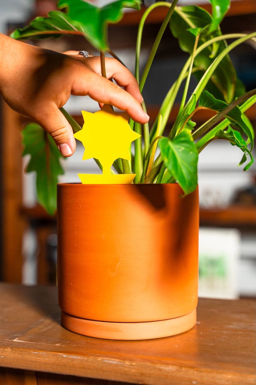 Classy Casita – ferramenta de jardinagem por atacado – Armadilhas adesivas em grande quantidade4