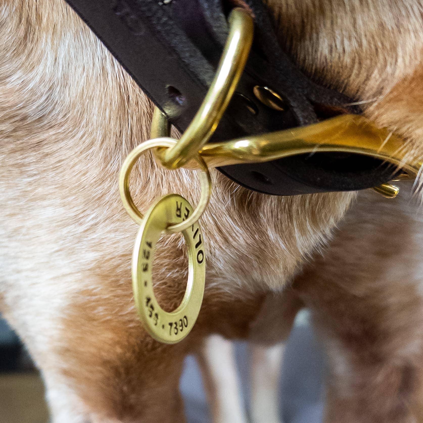 Noble Rhode - Wholesale Pet Identification Tag - Dog - Brass Washer Dog Tag3