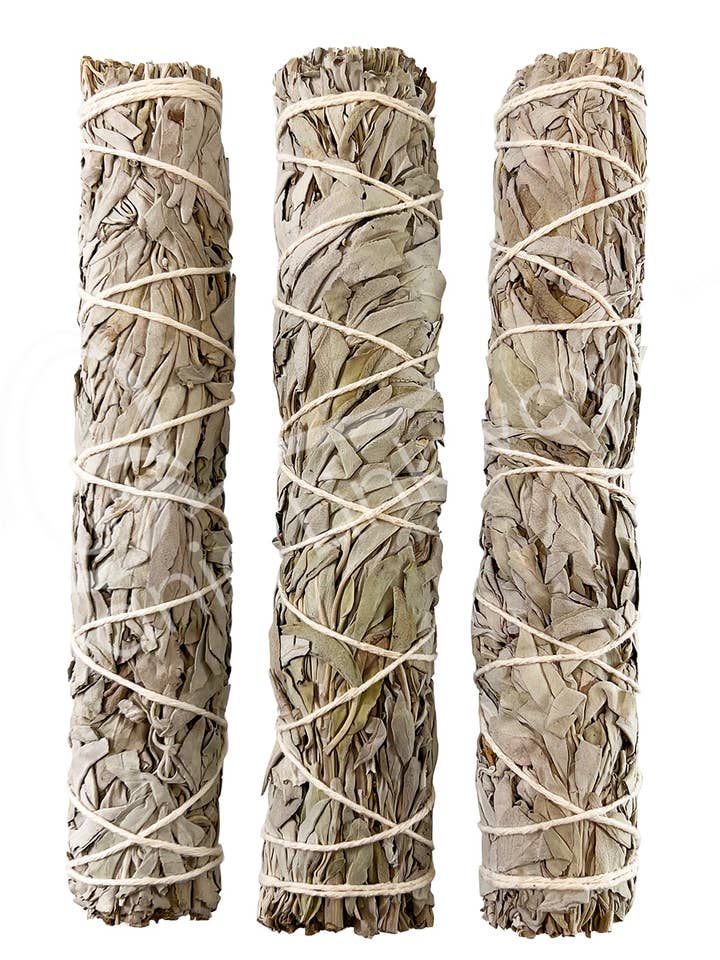 PLETPIND - HVID SALVIE 9-9.5" for engroshandel hos Oceanic Linkways Inc