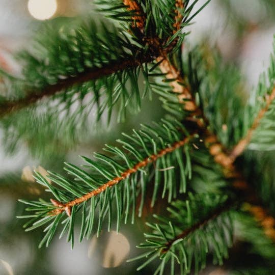 Classic Christmas Tree Soy Candle for wholesale by Excelsior Candle Co.