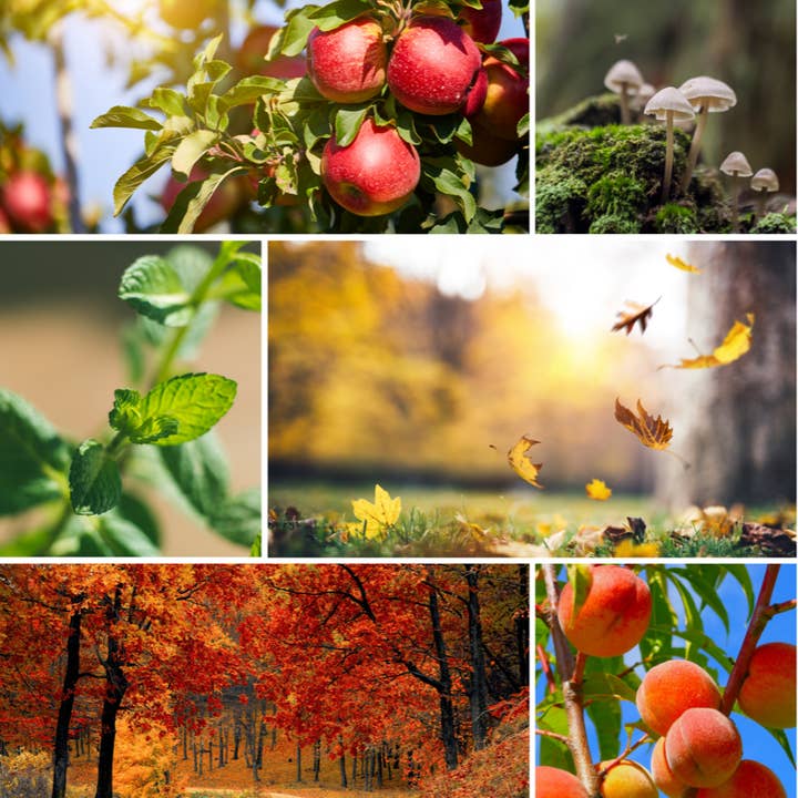 Eco Candle Company - Wholesale Jar/Filled Candle - 8oz mason AUTUMN EQUINOX *NEW!1