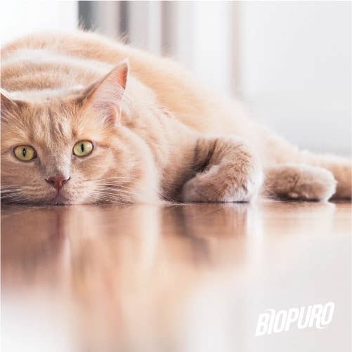 NIVEL SRL SOCIETÀ BENEFIT - Wholesale Floor Cleaner - Biopuro - Bio Floors - Linseed and Walnut 10L1