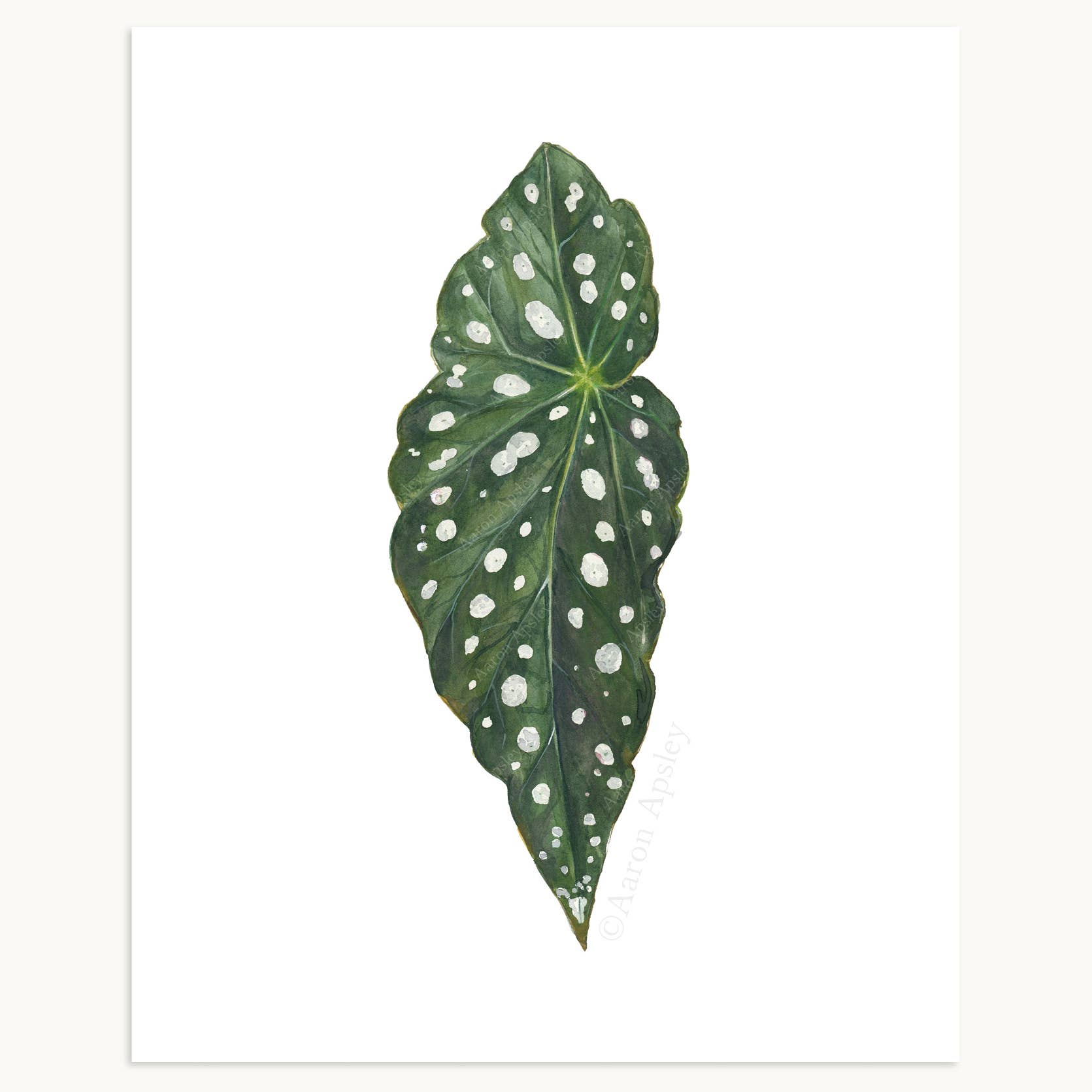 Aaron Apsley Artwork - Wholesale Art Print - Tropical Leaf Print - 8"x10"12