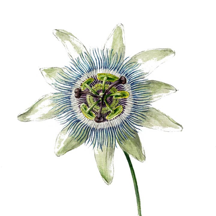 Plantable Card of Vintage Flower for wholesale by Lara Coutihno