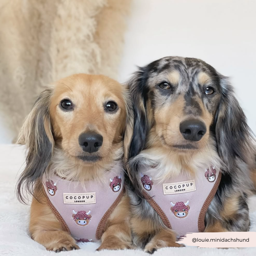 Cocopup London - Wholesale Pet Harness - Dog - Harold the Highland Cow Adjustable Neck HARNESS31