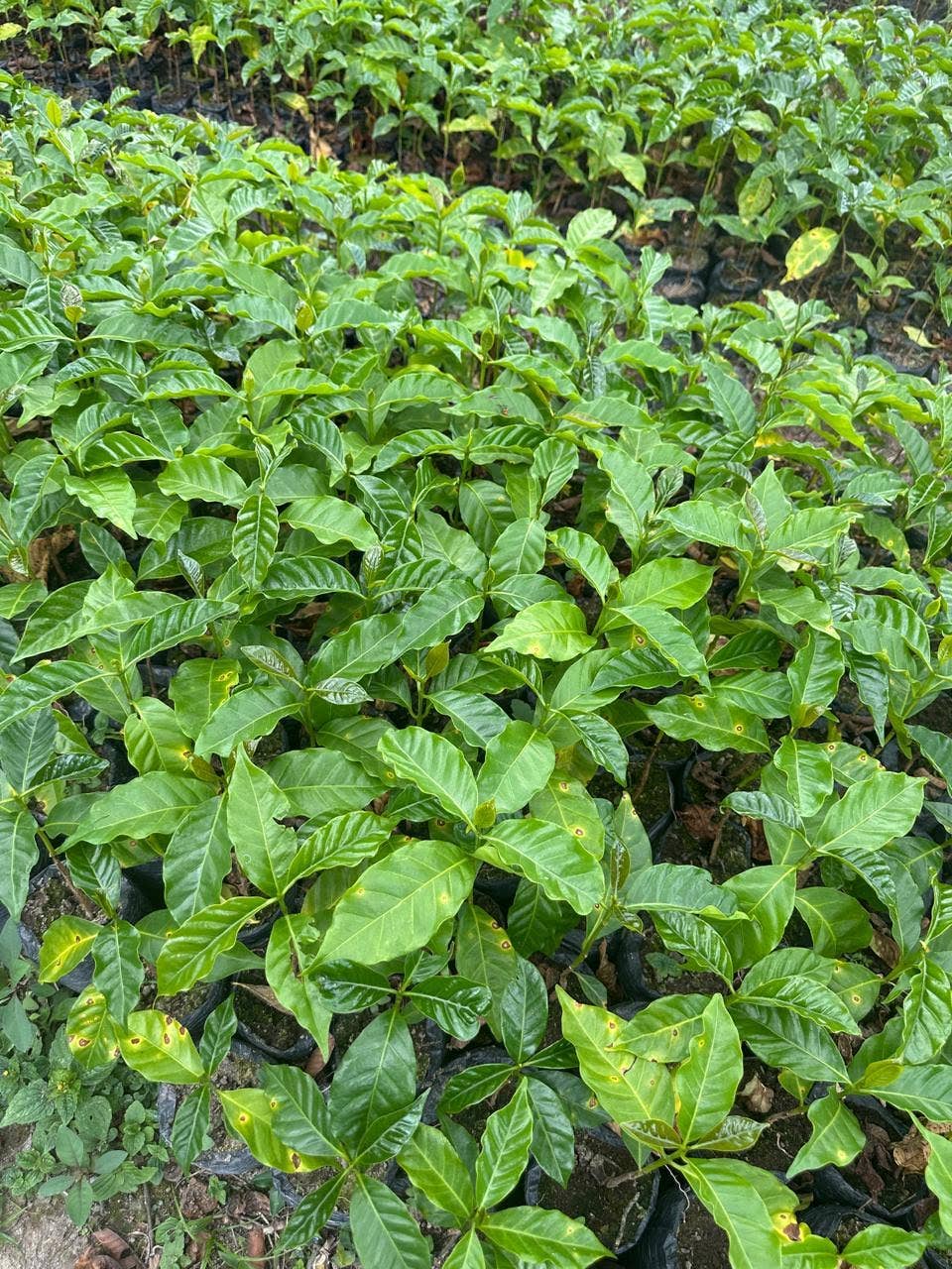 Desnudo Coffee - Wholesale Coffee Machine - 5 Gallon Cold Brew Tank (Austin, TX Only)2