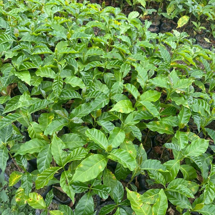 Desnudo Coffee - Wholesale Coffee Machine - 5 Gallon Cold Brew Tank (Austin, TX Only)2