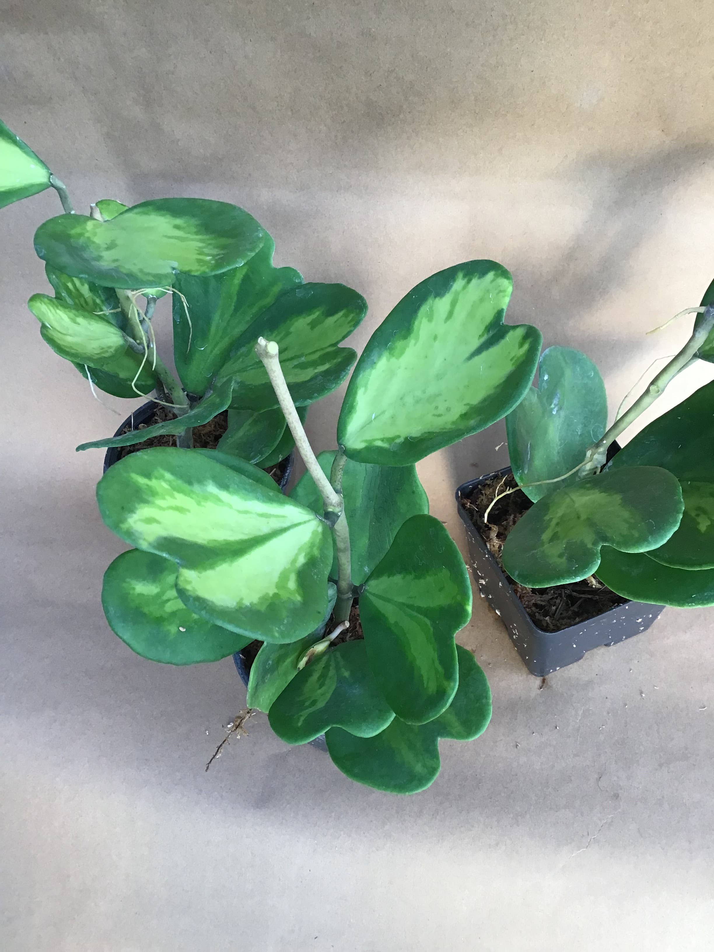 Buzz + Thrive Gardens - Wholesale Live Plant - Hoya kerrii variegata 1