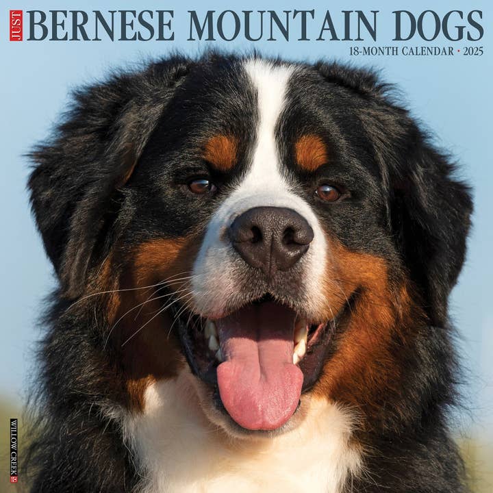 Willow Creek Press & Gifts - Wholesale Calendar - Bernese Mountain Dogs 2025 Wall Calendar