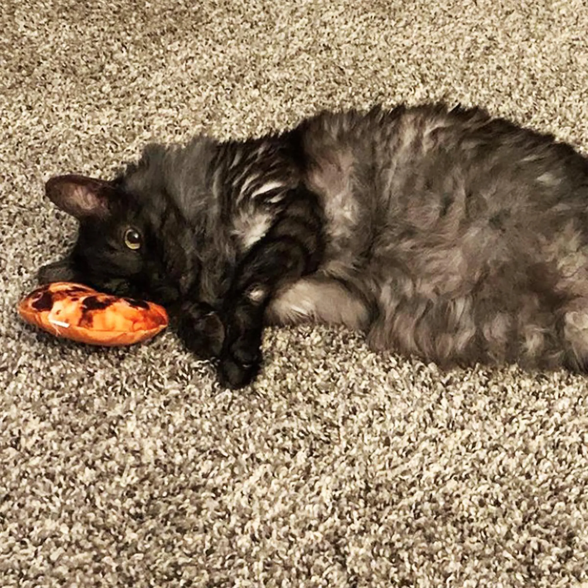 SmarterPaw | Meowijuana & Doggijuana – wholesale Leksak - Katt – Meowijuana® Get Baked Cookie Påfyllningsbar Kattleksak7