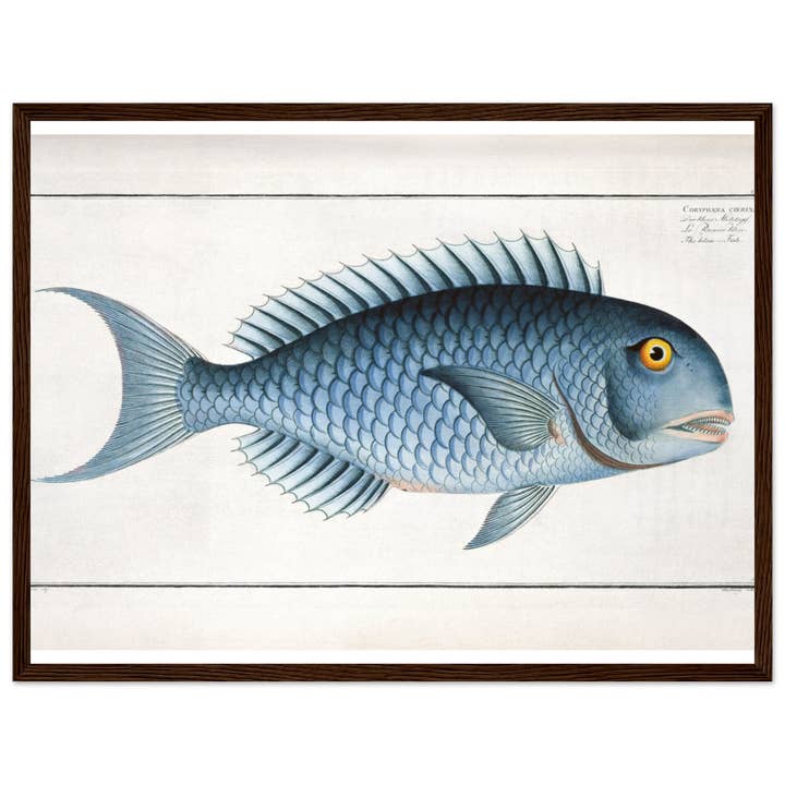 Maison de Paloma - Wholesale Art Print - Coryphaena coerulea19