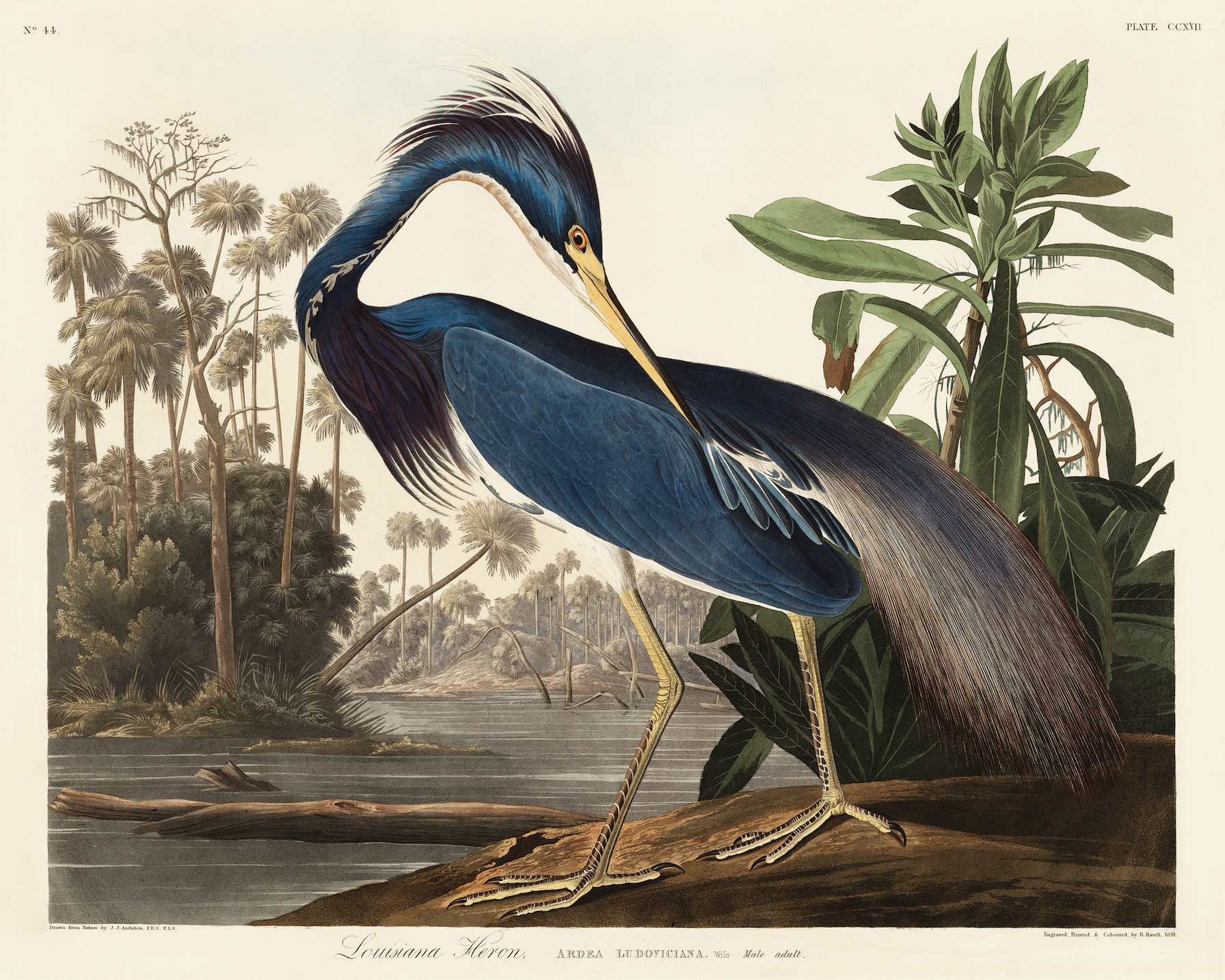 Sea to Skye - Wholesale Art Print - Louisiana Heron Antique Art Print1
