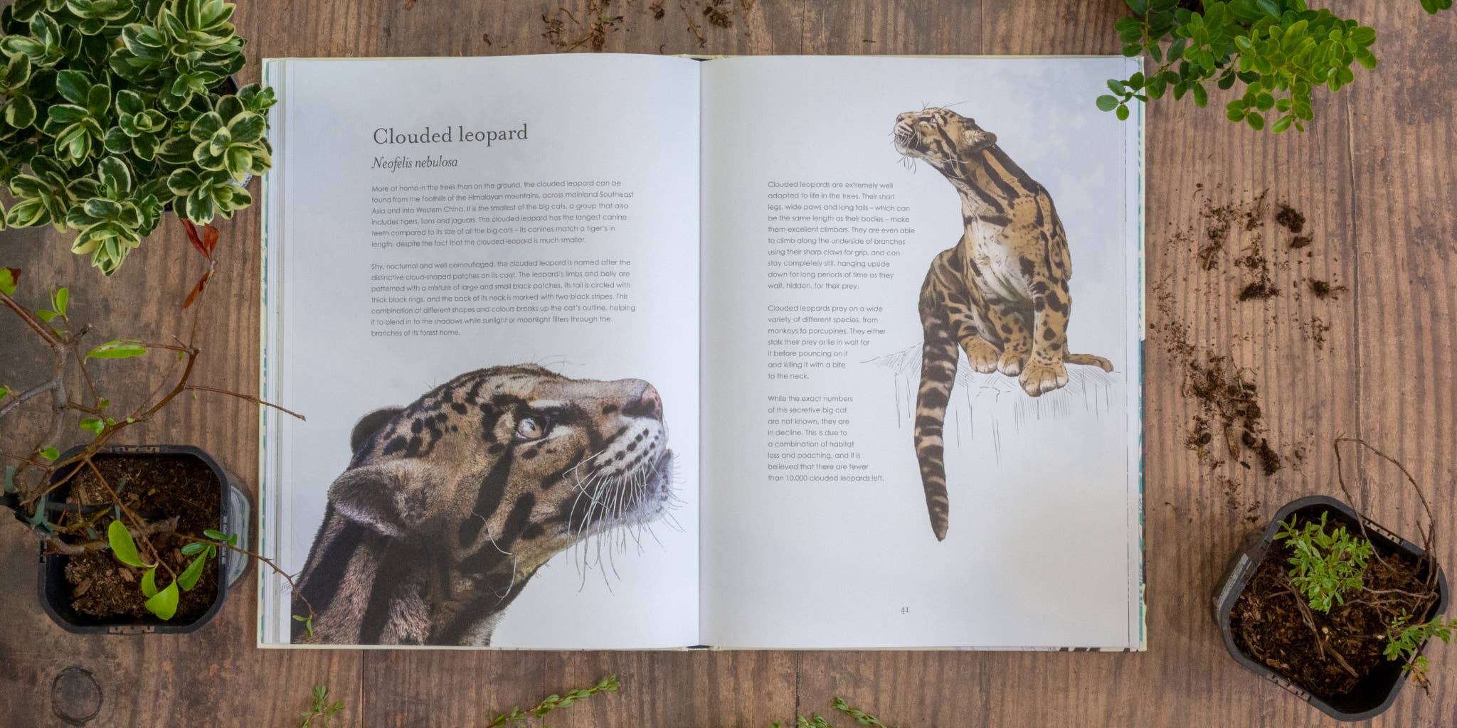 Hidden Planet - Wholesale Nature & Outdoors - Hidden Planet - An illustrator's love letter to planet Earth4