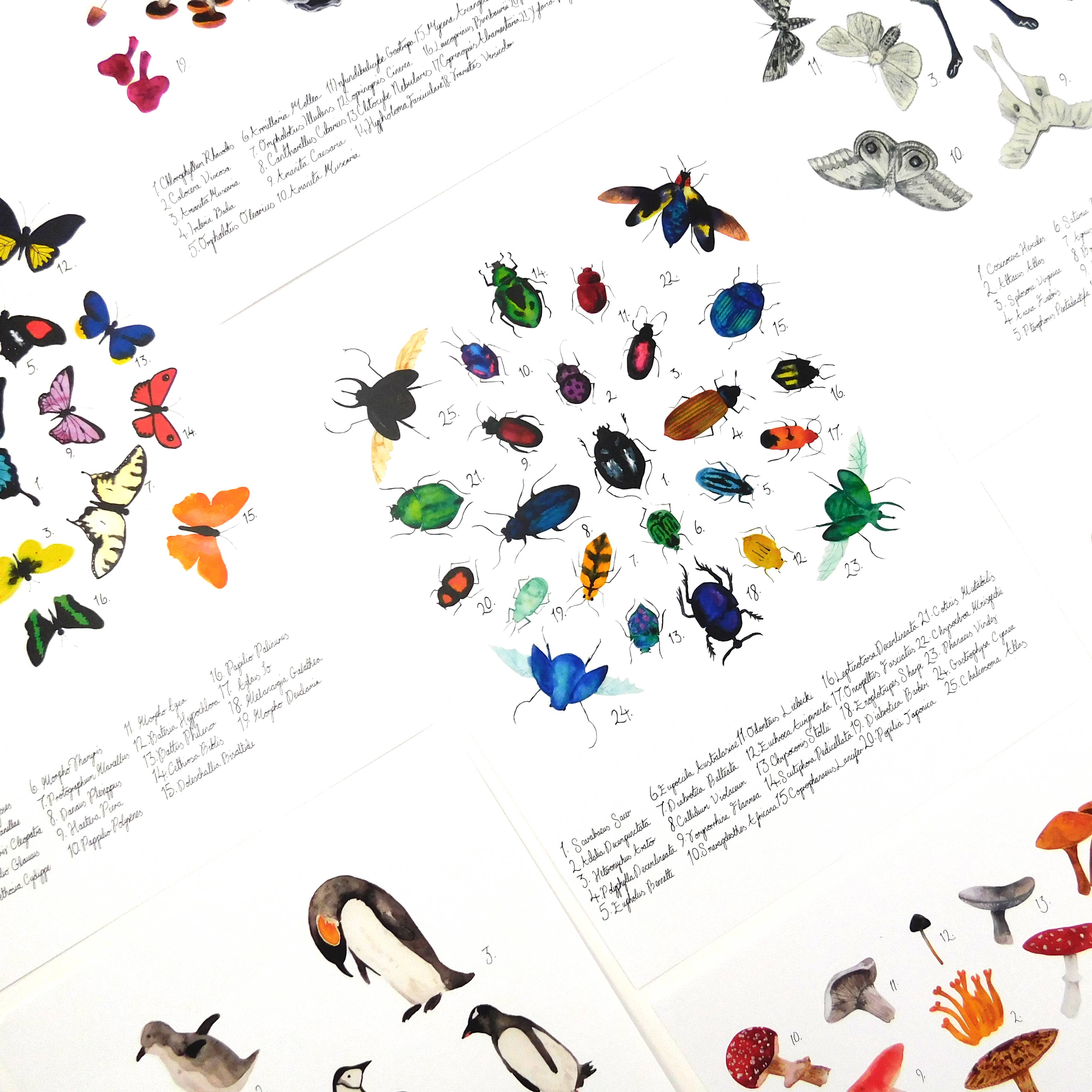 Bison Bindery – wholesale Art print – Psittacidae Parrot Art Print4