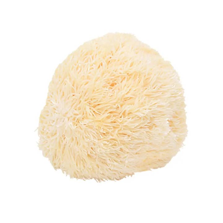 Echo Sales Canada - Wholesale Oral Supplement/Vitamin - MushMoji Lion's Mane Mushroom Gummies6