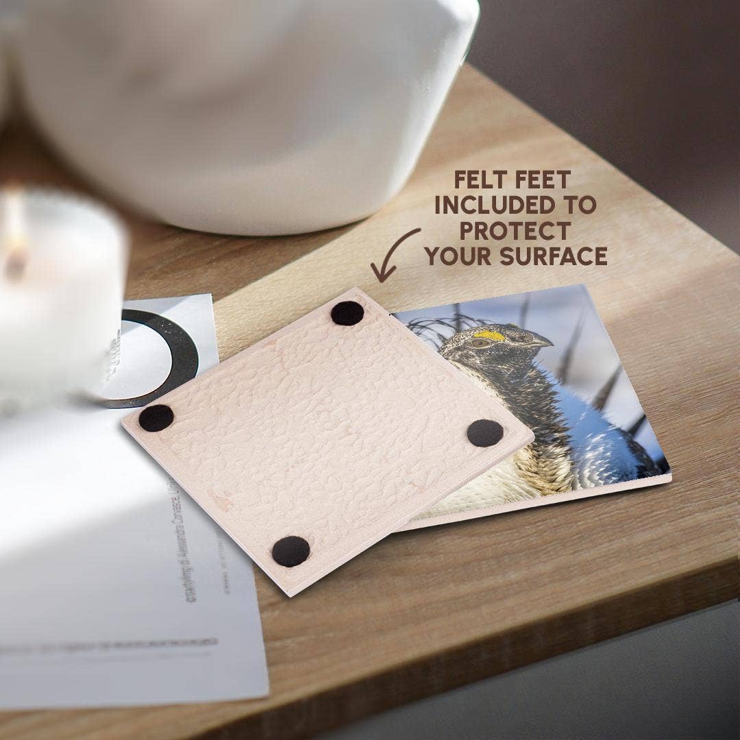 3dRose - Wholesale Coasters - 3dRose, USA, WY. Portrait of a male Greater Sage Grouse on a lek in Spring., Coaster3