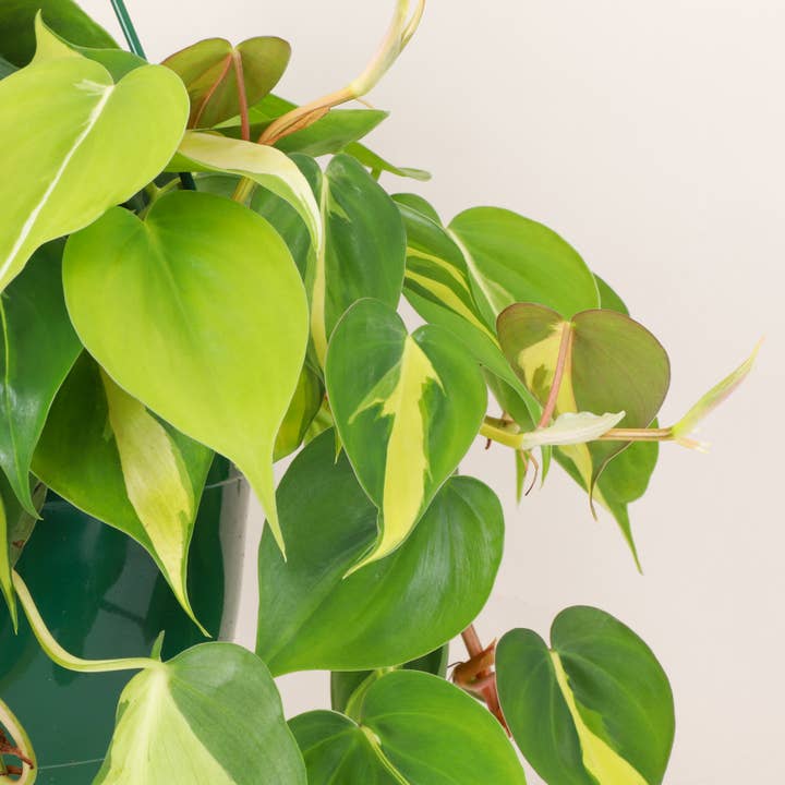 Thorsen's Greenhouse - Wholesale Live Plant - Philodendron Hanging Basket - 8" Live Plant6