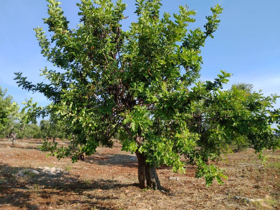 Biokikko Farmhouse - Wholesale Nuts - Selected carobs - I Cat. 2 Kg | Harvest 20256