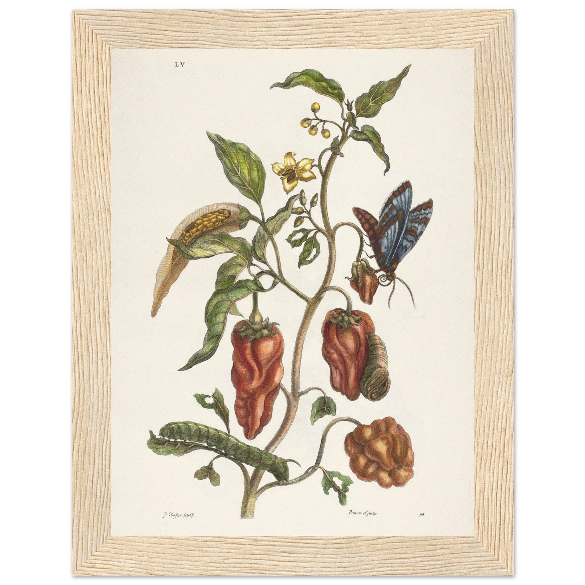 Maison de Paloma - Wholesale Art Print - Poivre d'Inde19