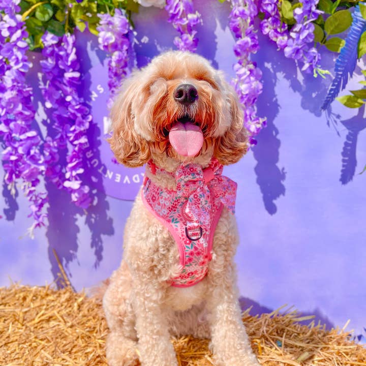 WYLD CUB - Wholesale Pet Harness - Dog - Adjustable Dog Harness: Notting Hill Rosé10