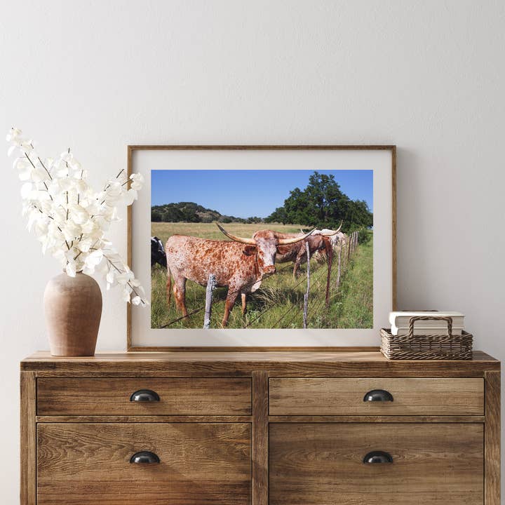 Impression photographique de décoration Texas Longhorns pour la vente par Ann Hudec Photography