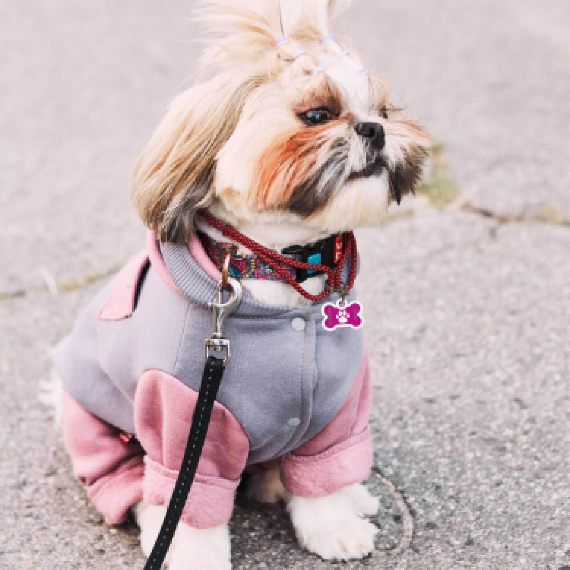 Animal ID - Wholesale Pet Identification Tag - Cat/Dog - Personalized Dog Id Tag For Collar Silent Pet Tags Cat Tag4