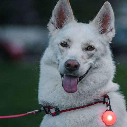 Discoteca SpotLit® Luz Recargable para Collar - Disco Select™ de venta al por mayor en Faire0