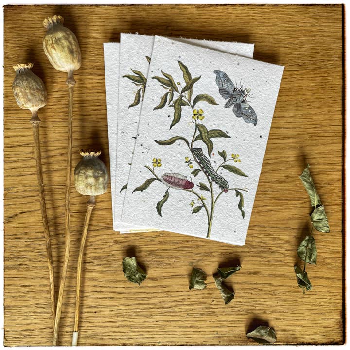 Maria Sibylla Merian postcard on seed paper for wholesale by Lara Coutihno