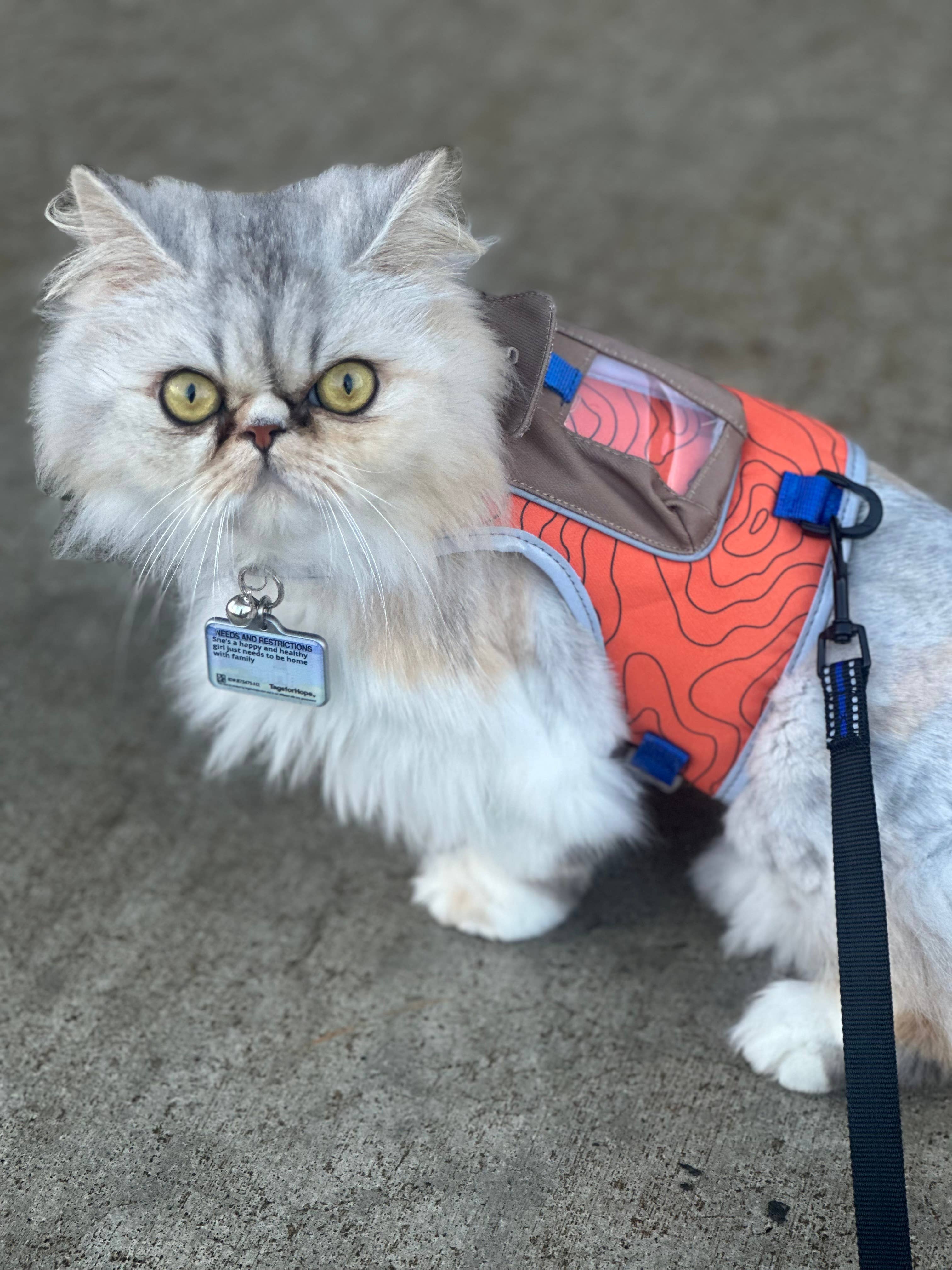 Travel Cat Wholesale - Vente Harnais – chat - Harnais pour chat « The Pathfinder » avec poche pour traceur GPS - Power3