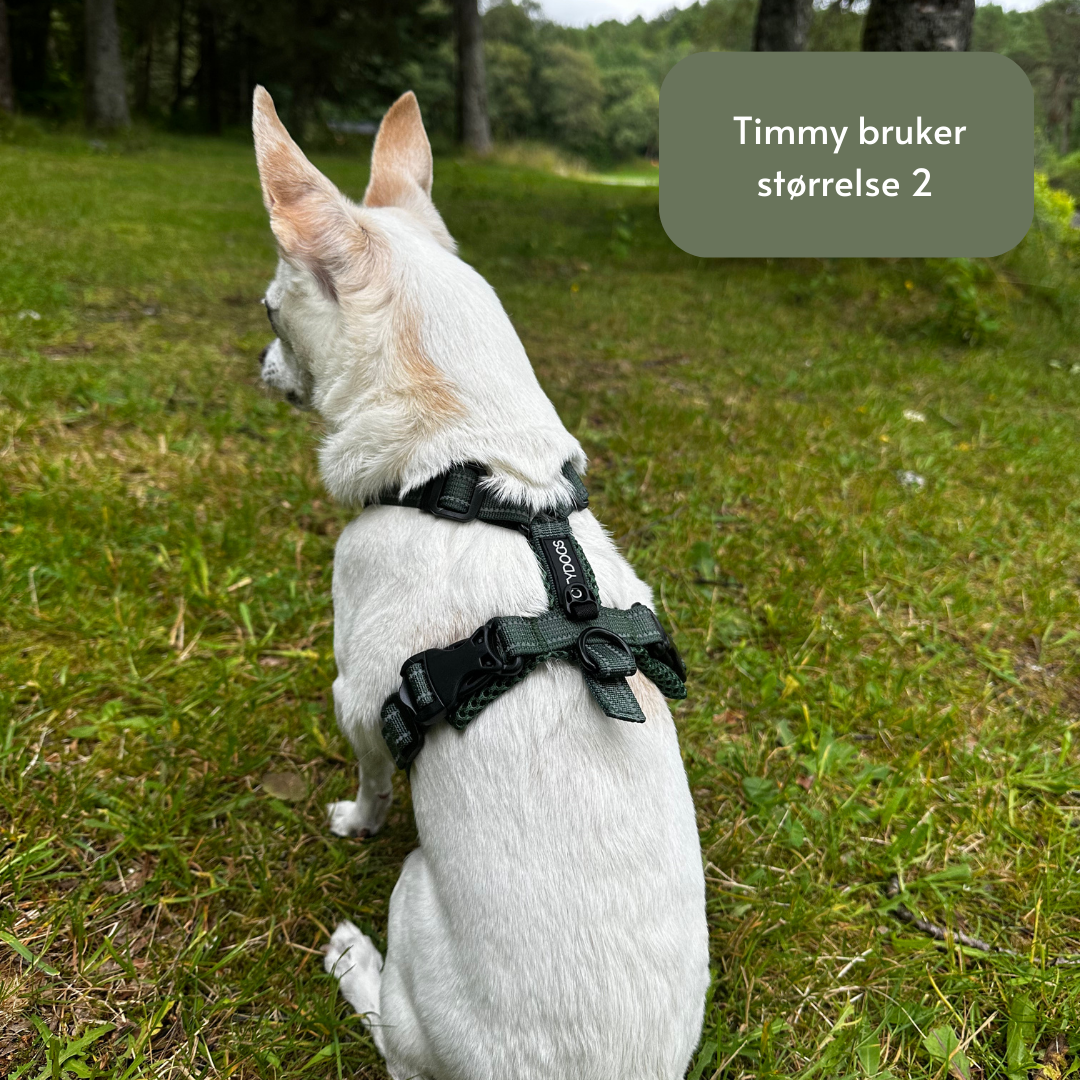 CityDogs - Vente Harnais – chien - CityDogs - Harnais Y rembourré ajustable pour chien5