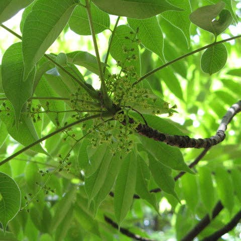 Ollois - Wholesale Oral Supplement/Vitamin - Olloïs Rhus Toxicodendron 200CK Vegan Organic kosher, 80ct8