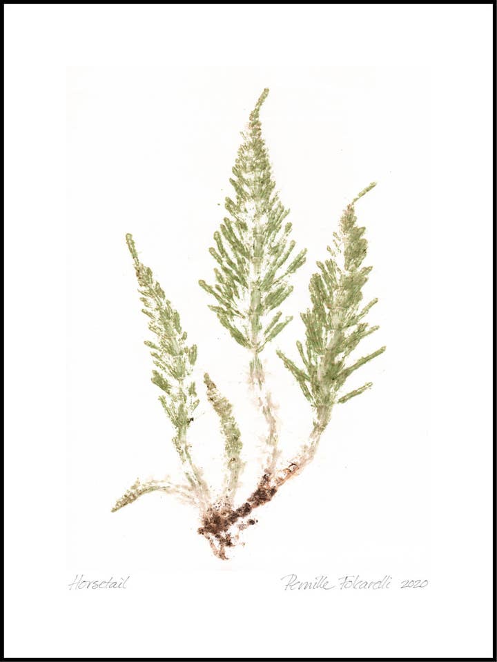 Horsetail Crisp Green for wholesale by Pernille Folcarelli USA