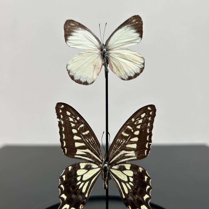 Belén Collection - Wholesale Decorative Tabletop Object - Small bell 2 butterflies Xuthus and Delias Dorylaea1
