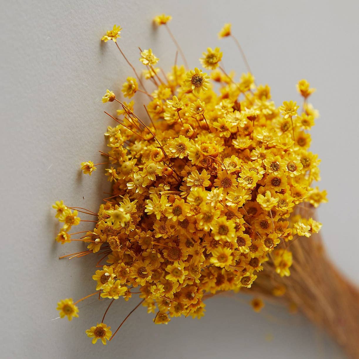 .AVPV. Studio - Wholesale Artificial Flowers - Glixia mini star flowers2