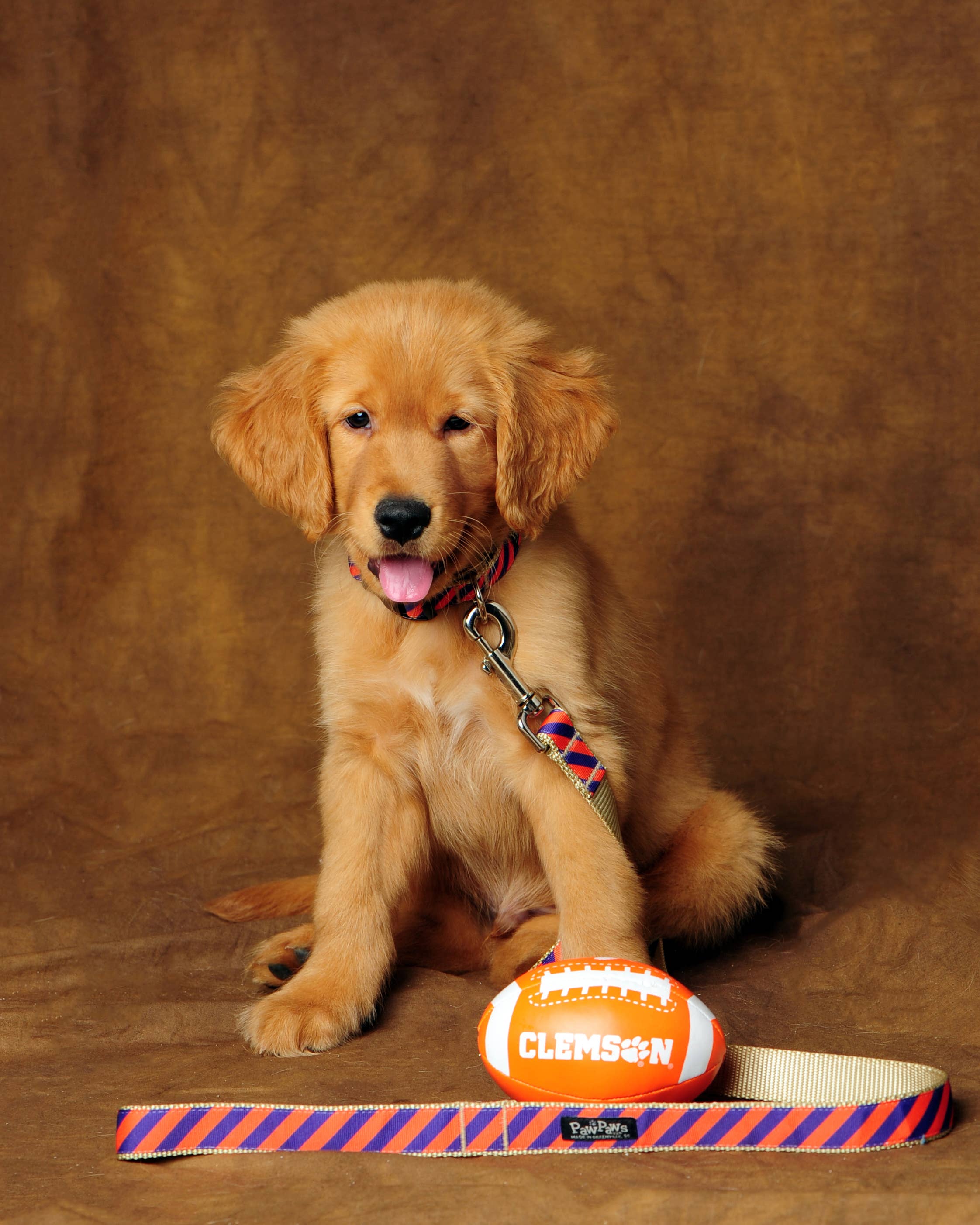 Paw Paws USA - Wholesale Pet Collar - Dog - Collegiate - Clemson05 Dog Collar Tiger Rep Stripe1