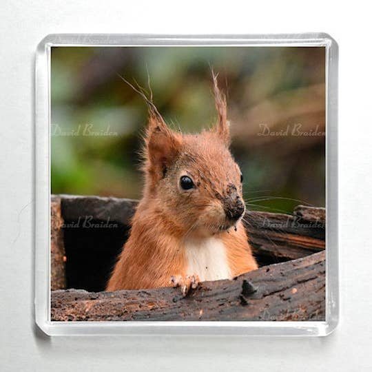 Red Squirrel 3 Magnet - Square for wholesale by David B Pix