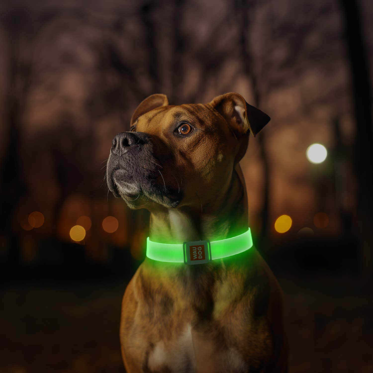 WAUDOG LED Collar — Bright LED, Adjustable Fit & Color for wholesale on Faire1