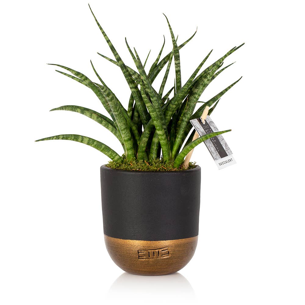 The Little Botanical - Wholesale Live Plant - Sansevieria Fernwood Punk1