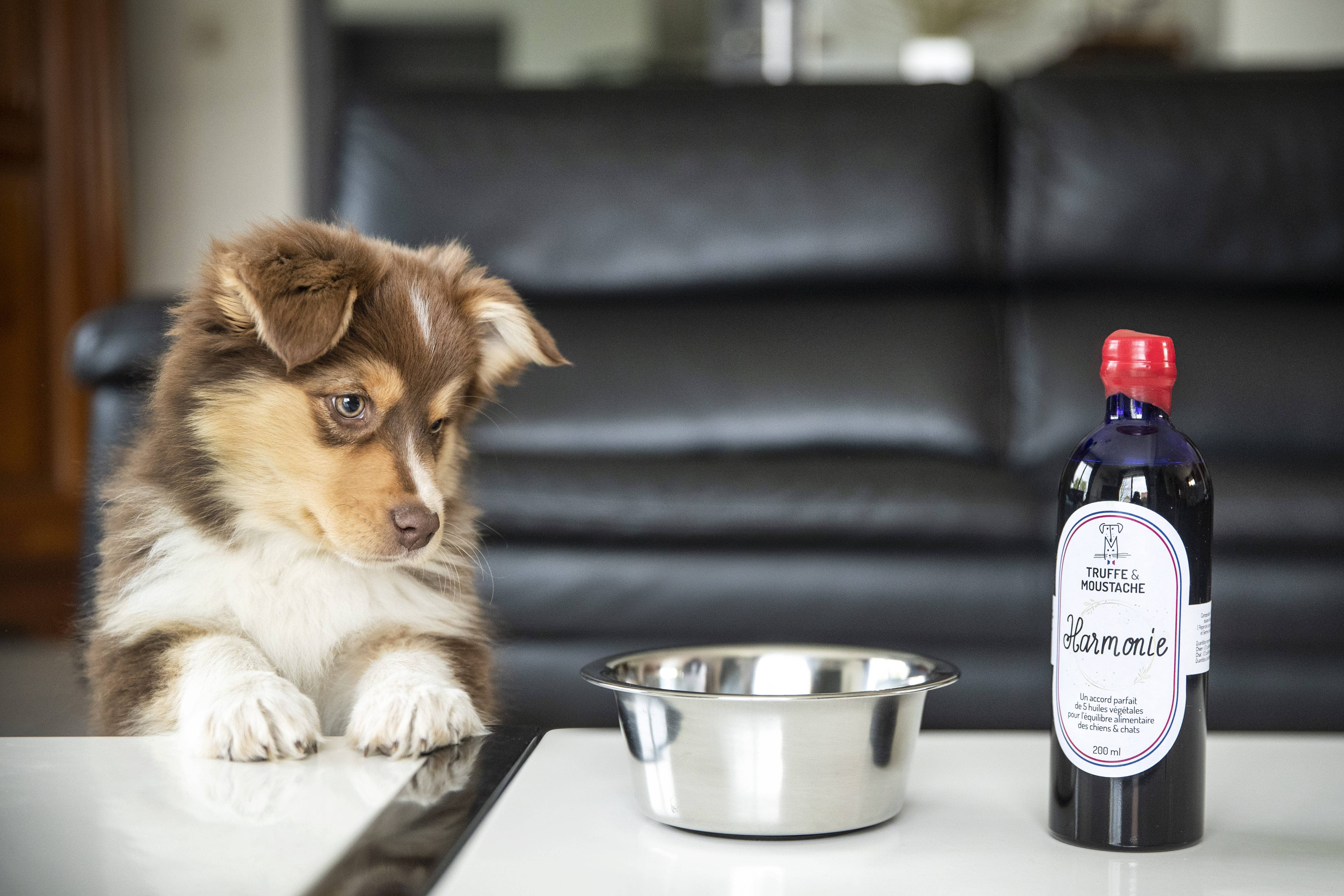 Truffe & Moustache - Wholesale Pet Supplement - Cat/Dog - Vegetable oil for dogs & cats, Omega 3 and 6, “Harmony”11