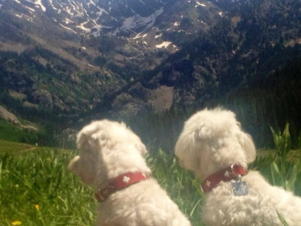 Alpen Schatz - Wholesale Pet Collar - Dog - Swiss Cross Collars13